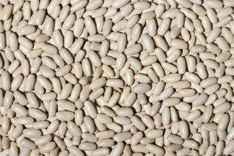 A closely packed, high-resolution image showing a multitude of white beans covering the entire