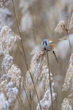 Bearded Reedling (Panurus biarmicus) male perched in reedbed, Baden-Wuerttemberg, Germany