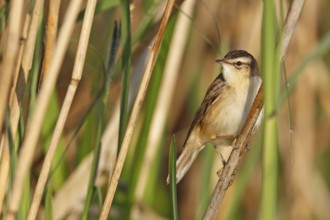 Sedge Warbler (Acrocephalus schoenobaenus), Mecklenburg-Western Pomerania, Deutschland