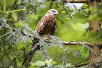 Red kite (Milvus milvus) sitting on a branch, Bavaria, Germany