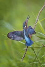 Common Kingfisher (Alcedo atthis) perched on a branch, Saxony-Anhalt, Germany