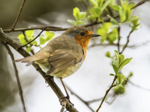 European Robinin in his environment. His Latin name is Erithacus rubecula