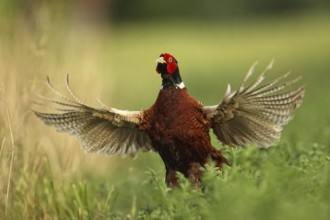 Common Pheasant (Phasianus colchicus) male displaying, Lombardy, Italy