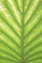 Taro or water bread root (Colocasia esculenta), useful plant, leaf detail, North Rhine-Westphalia,