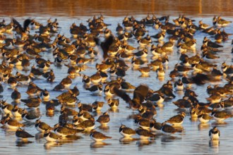 Northern Lapwing (Vanellus vanellus) huge flock, Netherlands