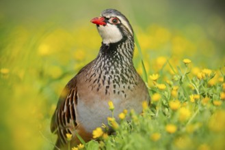 A red-legged partridge stands proudly among lush yellow wildflowers, showcasing its distinctive