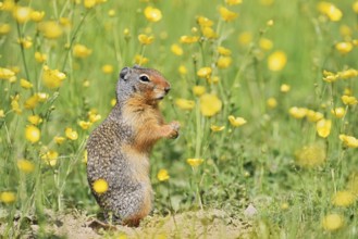Columbia ground squirrel (Urocitellus columbianus, Spermophilus columbianus) in a flower meadow,