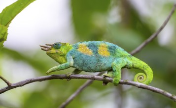 Three-horned chameleon (Trioceros jacksonii), male, between leaves on a branch, Bwindi Impenetrable