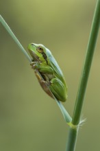 European tree frog (Hyla arborea), Zandvort, Netherlands