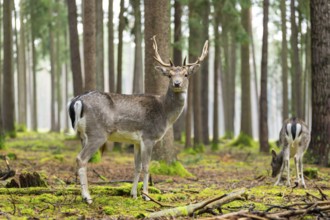 European fallow deer (Dama dama) buck in a forest in autumn, Bavaria, Germany