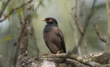 A Common Myna (Acridotheres tristis) on a tree branch, Sreepur, Gazipur, Bangladesh