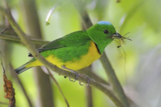 Blue-crowned Chlorophonia (Chlorophonia occipitalis), Guatemala