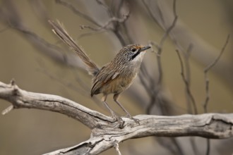 Striated Grasswren (Amytornis striatus) perched on a branch, Victoria, Australia