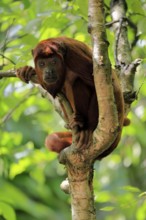 Brown howler (Alouatta guariba), adult, on tree, alert, South America