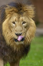 A lion with an impressive mane licks its tongue in a green environment, captive, Germany
