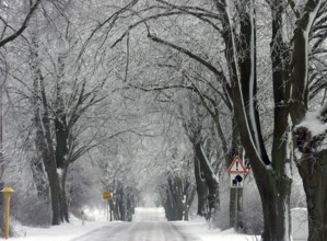Winter linden avenue (Tilia) on a federal road, Mecklenburg-Western Pomerania, Germany