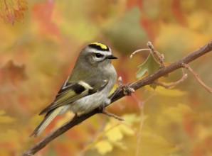 Golden-crowned Kinglet, Regulus satrapa, perched on a branch in the Autumn in Saskatoon,