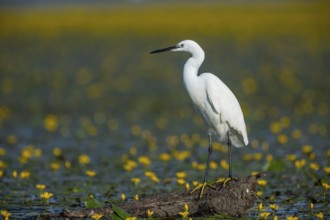 Little Egret (Egretta garzetta) Hungary