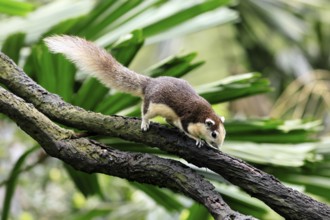 Finlayson's squirrel (Callosciurus finlaysonii), adult, on tree, foraging, Singapore, Southeast
