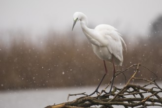 Great Egret (Ardea alba), Subotica, Serbia