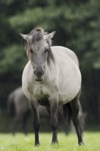 Dülmener Wildpferd, mare in the rain, Merfelder Bruch, Dülmen, North Rhine-Westphalia, Germany