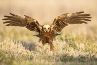 Western Marsh Harrier (Circus aeruginosus) female, Castile-La Mancha, Spain