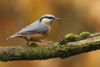 Eurasian Nuthatch (Sitta europaea), Utrecht, Netherlands
