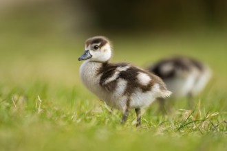 Egyptian goose (Alopochen aegyptiaca) cute chicks on a meadow at the shore of a lake, Bavaria,