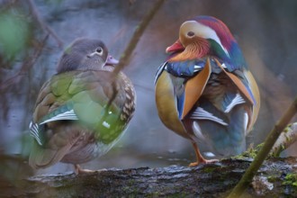 Two Mandarin ducks sitting on a branch in a quiet forest area with colourful plumage, Mandarin duck