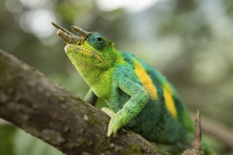 Three-horned chameleon (Trioceros jacksonii), male, Bwindi Impenetrable Forest National Park,