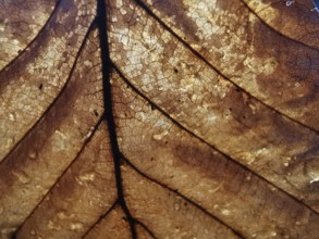Detailed close-up of a brown leaf in autumn with visible veins and cells, Franconian Forest nature