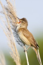 Great Reed Warbler (Acrocephalus arundinaceus) male singing, Croatia