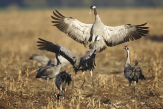 Common Crane (Grus grus), Mecklenburg-Western Pomerania, Germany