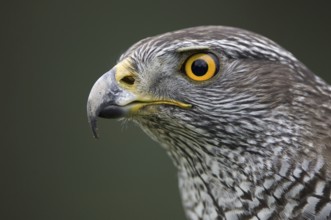 Northern Goshawk (Accipiter gentilis), Lower Saxony, Germany