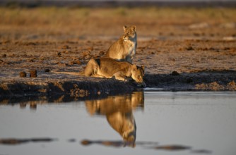 Two lionesses (Panthera leo) in the morning light at the Nxai Pan waterhole, Nxai Pan National