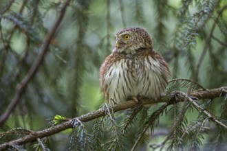 Eurasian Pygmy Owl (Glaucidium passerinum), Saxony, Germany