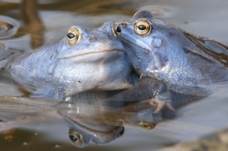 Blue moor frog (Rana arvalis) mating in the moor, Goldenstedter Moor, Lower Saxony, Germany