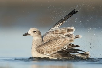 Laughing Gull (Leucophaeus atricilla), Texas, USA