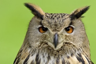 Eurasian Eagle-Owl (Bubo bubo), North Rhine-Westphalia, Germany