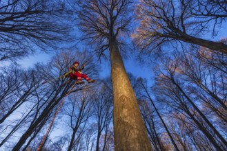 In Cademario, in the canton of Ticino, an arborist climbs a tree in the forest. An arborist is a