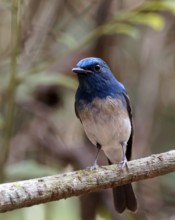 Hainan Blue Flycatcher (Cyornis hainanus) male, Khao Yai, Thailand