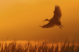 Australian White Ibis (Threskiornis molucca) flying, Victoria, Australia