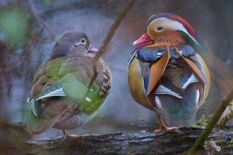 Two mandarin ducks with colourful plumage sitting on a branch in a quiet forest scene, Mandarin