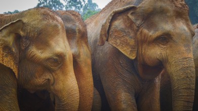 Asian elephants (elephas maximus) close together in front of a wooded background, Pinnawela