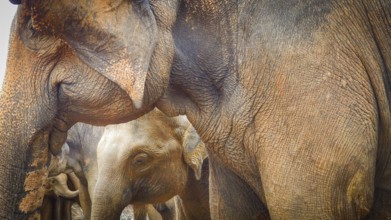 Close-up of Asian elephants (elephas maximus) standing together in a natural environment, Pinnawela