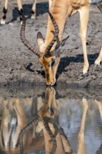Impala (Aepyceros melampus) drinking at a natural waterhole, male, animal portrait, Black Heeler