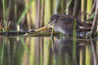 Spotted Crake (Porzana porzana) foraging, Saxony, Germany