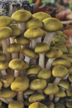 Honey fungus (Armillaria mellea) (Armillariella mellea) cluster growing on tree trunk in autumn