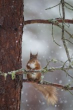 Red squirrel (Sciurus vulgaris) adult animal on a snow covered pine tree branch in winter,