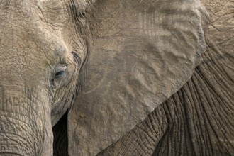 A detailed close-up of an elephant's textured skin, showcasing the intricate patterns and rough